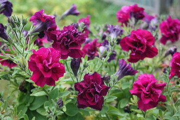 purple and white tulips