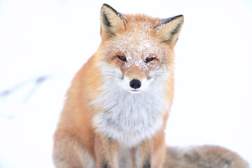 冬のキタキツネ　北海道