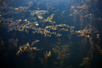 yellow and green algae in the sun in dark water