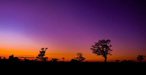 Amazing background of sunset in the savannah.Panorama silhouette tree in africa.with blur shadow techniques.safari.