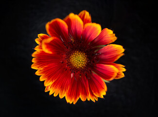 Top view of a flower on a black background. Flat lay, top view.