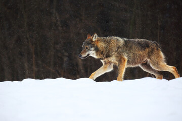 The european wild wolf (Canis lupus lupus) on the snow. Wild wolf is carefully walking on the  snow.