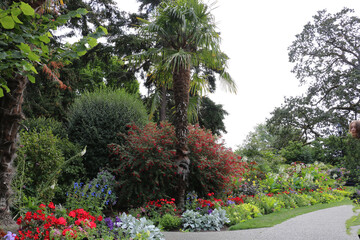 A successful combination of tropical and coniferous plants among flower beds
