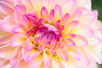 Obraz premium Dahlia flower