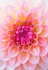 Dahlia flower