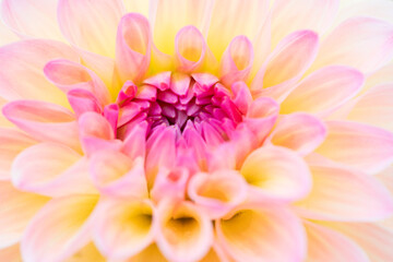 Dahlia flower
