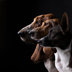 French basset artesien normand, english basset hound and cardigan corgi seen from the side in a black background