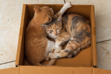 cute yellow cats lying on a box
