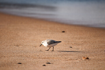 Sanderling (Nonbreeding) at the sea shore on autumn 