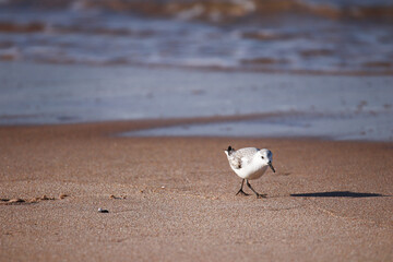 Sanderling (Nonbreeding) at the sea shore on autumn 