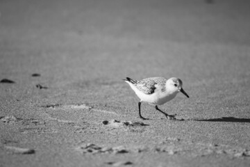 Sanderling (Nonbreeding) at the sea shore on autumn 