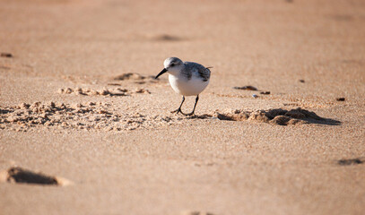 Sanderling (Nonbreeding) at the sea shore on autumn 
