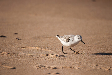 Sanderling (Nonbreeding) at the sea shore on autumn 