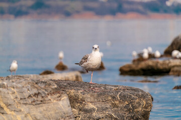 seagulls are flying over blue sea