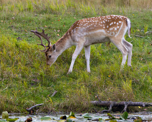 Naklejka na ściany i meble Deer Fallow Stock Photo and Image. Eating grass in the field displaying its antlers and brown coat fur in his environment and surrounding habitat by the water with lily pads. Fallow Deer Image.
