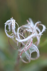 Light curl of dry plant on blurred background