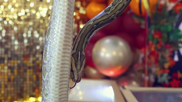 Snake tiger python crawls on the background of festive decorations