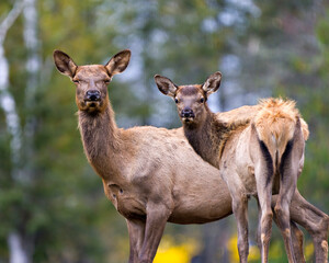 Elk Stock Photo and Image. Elk mother and baby calf looking at camera with a blur background in their environment and habitat surrounding.