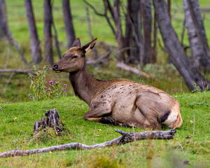 Elk Stock Photo and Image. Elk female cow resting on green grass with a blur forest background and wild flowers in its environment and habitat surrounding.