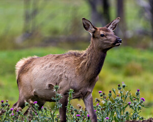 Naklejka na ściany i meble Elk Stock Photo and Image. Elk female cow side view with a blur forest background and wild flowers in its environment and habitat surrounding.