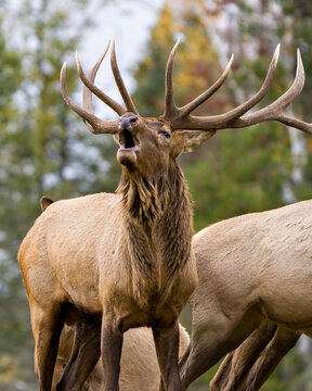 Elk Stock Photo and Image.Elk Antlers bugling guarding his herd of cows elk with a forest background in their environment and habitat surrounding.