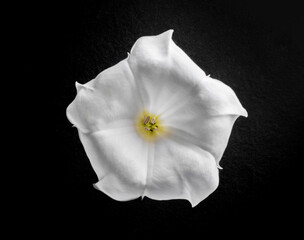 Fototapeta na wymiar Top view of a flower on a black background. Photo from above.