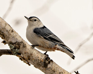 White-breasted Nuthatch Photo and Image. Perched on a birch branch with a white background in its environment and habitat surrounding. Portrait. Picture.