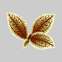 Leaves with isolated white background, flower for design, textile