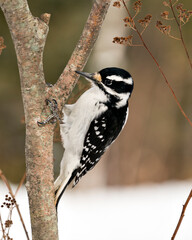 Woodpecker Stock Photos. close-up profile view climbing tree branch and displaying feather plumage in its environment and habitat in the forest with a blur background. Image. Picture. Portrait.