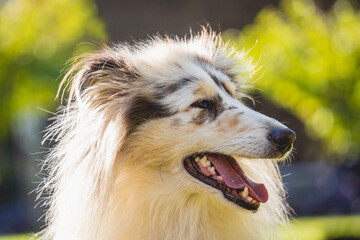 Fototapeta premium Portrait of cute rough collie dog at the park.