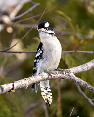 Woodpecker Photo and Image. Perched on a tree branch with a blur background in its environment and habitat surrounding, displaying white and black feather plumage wings.