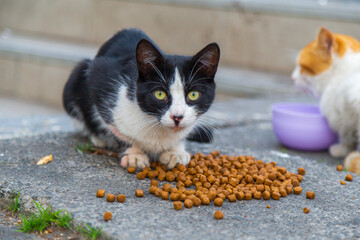cute kitten eating cat food 