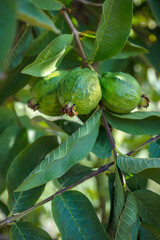 Green guava fruits hanging on a tree, vertical shot