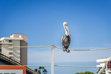 peilican sitting on a fence in Florida