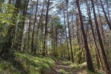 Spring road