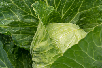 Fresh ground-cabbage close-up. Organic cabbage from the farm. Growing healthy vegetables. Head of cabbage.