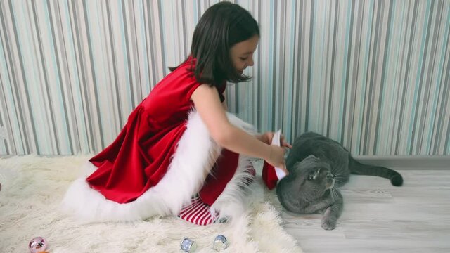A preschool girl tries to put a Santa Claus hat on a Scottish fold cat