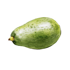 Avocado watercolor illustration isolated