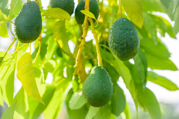 Fresh avocado fruits grow on a tree at avocado farm