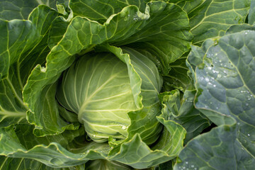 Fresh ground-cabbage close-up. Organic cabbage from the farm. Growing healthy vegetables. Head of...