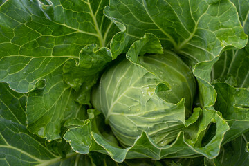 Fresh ground-cabbage close-up. Organic cabbage from the farm. Growing healthy vegetables. Head of cabbage.
