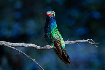 Broad-Billed Hummingbird (Cynanthus latirostris) Perched With His Tongue Out