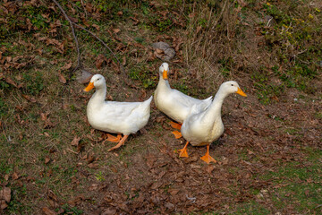 A flock of domestic geese. Rural landscape. White Geese walking on ground. Domestic bird. Duck and goose. Several ducks and geese on a pond. Family of home geese with orange beak and orange legs