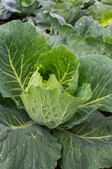 Fresh ground-cabbage close-up. Organic cabbage from the farm. Growing healthy vegetables.