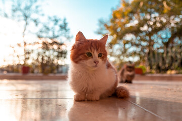 little cute yellow cat sitting on a terrace. yellow cat relaxing and looking at camera