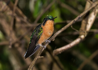 Fototapeta premium Purple-Throted Mountain-Gem (Colibri montanes gorgimorado) Perched in Costa Rica