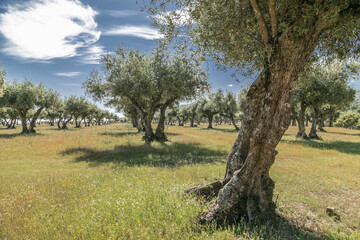 Centenary olive trees in the field