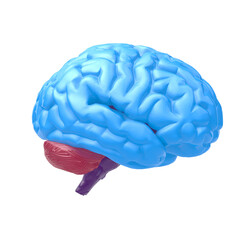 human brain isolated on white - 3d rendering.