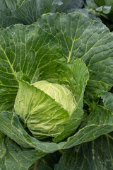 Fresh ground-cabbage close-up. Organic cabbage from the farm. Growing healthy vegetables. Head of cabbage.