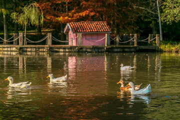 Fototapeta na wymiar beautiful swans feeding, swimming, standing near the lake